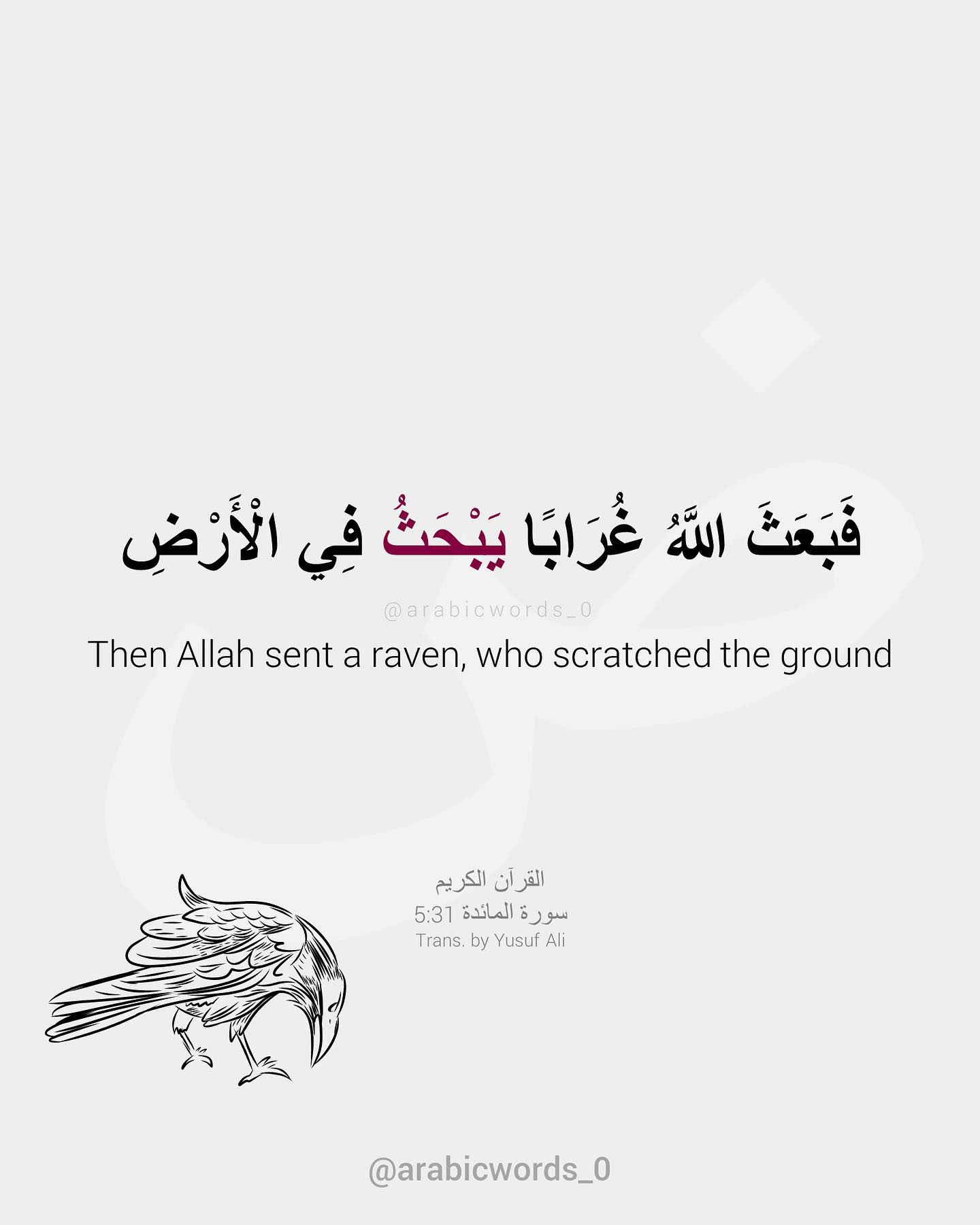 Then Allah sent a raven, who scratched the ground