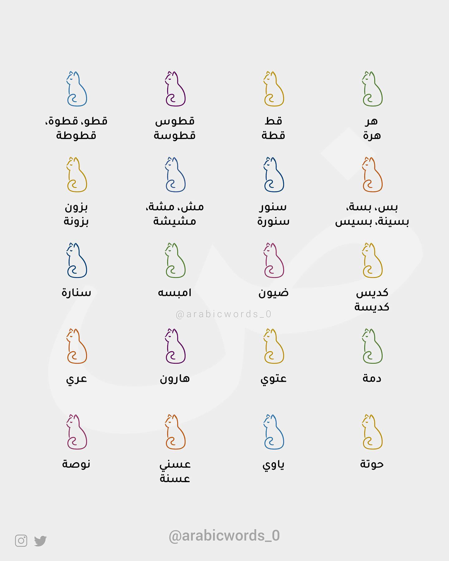 “Cat” in different Arabic dialects
