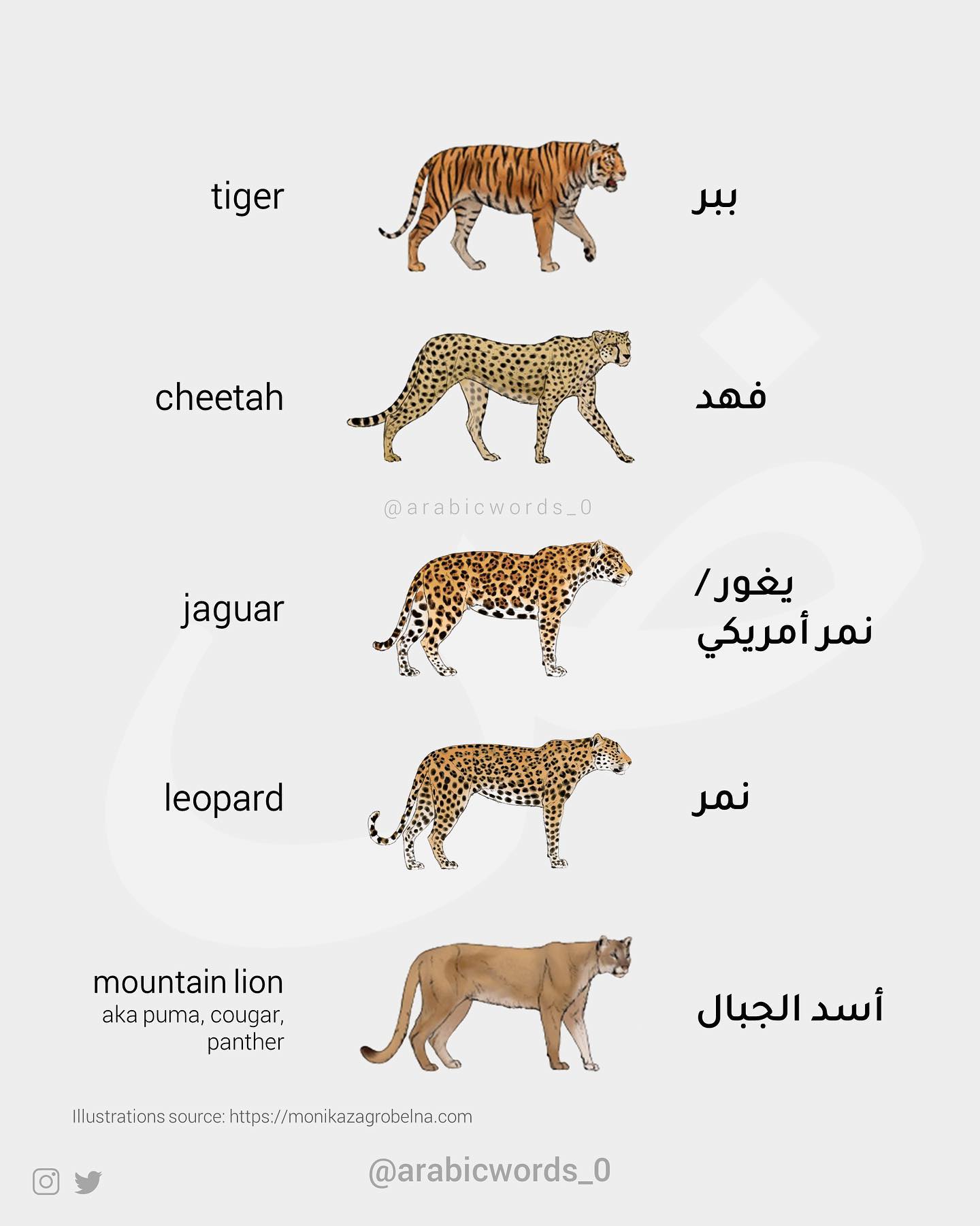 Difference between tiger, cheetah, jaguar, leopard in Arabic
