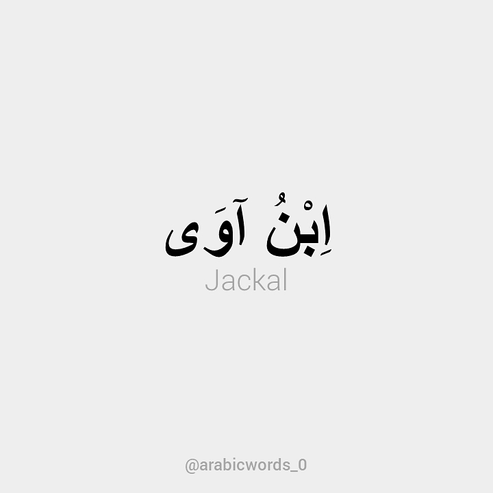 Jackal