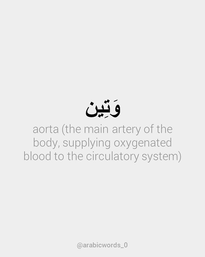 aorta (the main artery of the body, supplying oxygenated blood to the circulatory system)